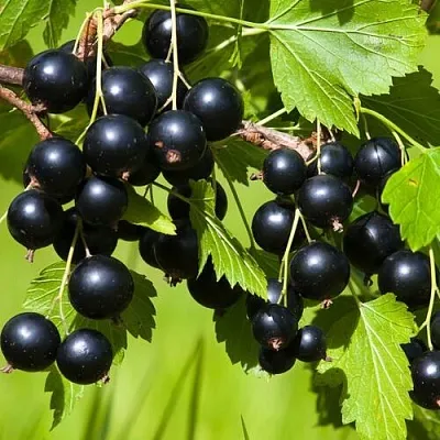 Смородина чёрная БЕЛОРУССКАЯ СЛАДКАЯ в Подольске