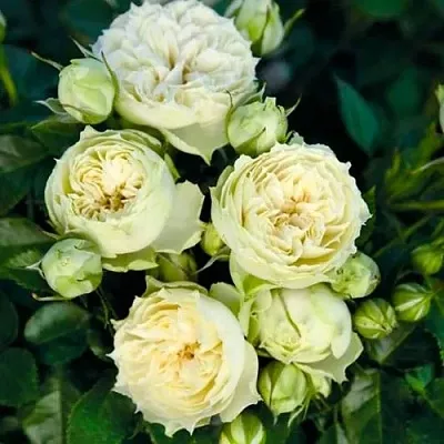 Саженцы роз БЛАНШЕТТ спрей  Саженцы роз БЛАНШЕТТ спрей в Подольске