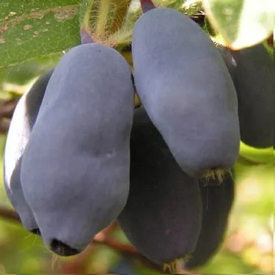 Жимолость съедобная КРУПНОПЛОДНАЯ в Подольске