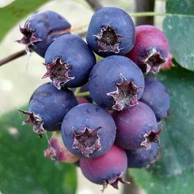 Ирга SLEYT в Подольске