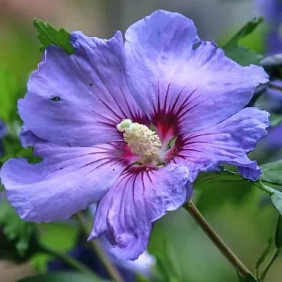 Гибискус МАРИНА сирийский в Подольске