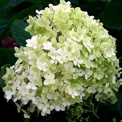 Гортензия СТЕРИЛИС древовидная   Гортензия СТЕРИЛИС древовидная  в Подольске