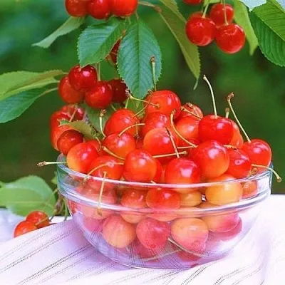 Черешня НАСЛАЖДЕНИЕ  Черешня НАСЛАЖДЕНИЕ в Подольске