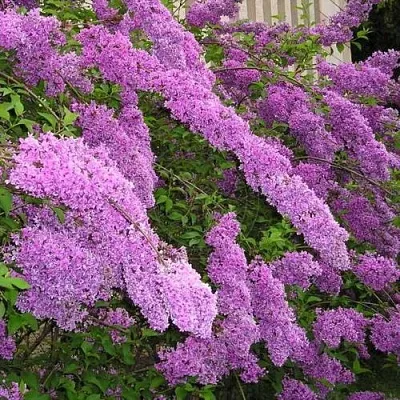 Сирень КИТАЙСКАЯ в Подольске