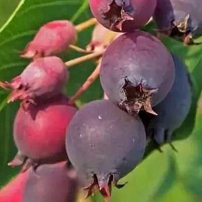 Ирга MANDAN в Подольске