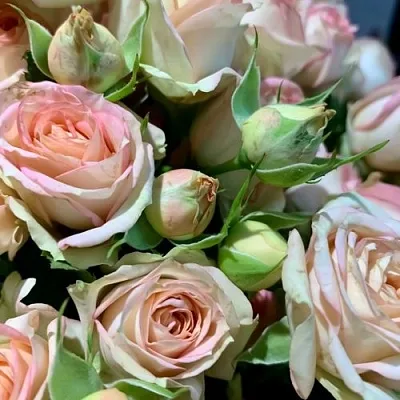 Саженцы роз АЗОРЕ спрей  Саженцы роз АЗОРЕ спрей в Подольске