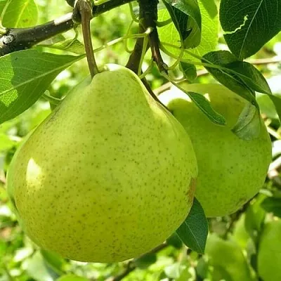 Груша ДАЛИКОР колонновидная  Груша ДАЛИКОР колонновидная в Подольске