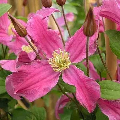 Клематис ИНСПИРЕЙШН ЗОЙН  Клематис ИНСПИРЕЙШН ЗОЙН в Подольске