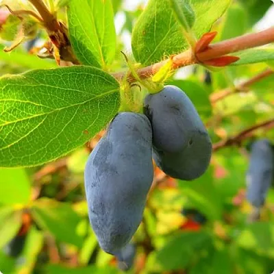 Жимолость съедобная БОРЕАЛ БЛИЗЗАРД (СЕВЕРНАЯ МЕТЕЛЬ) в Подольске