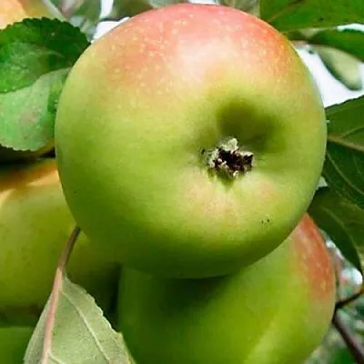 Яблоня БРАТ ЧУДНОГО стелющаяся в Подольске