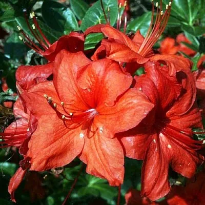 Азалия ДОЛОРОСО листопадная  Азалия ДОЛОРОСО листопадная в Подольске