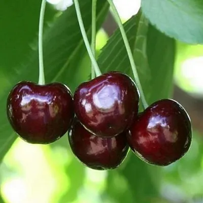 Черешня ЛЕНИНГРАДСКАЯ ЧЁРНАЯ  Черешня ЛЕНИНГРАДСКАЯ ЧЁРНАЯ в Подольске