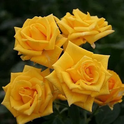 Саженцы роз ШАНИ спрей  Саженцы роз ШАНИ спрей в Подольске