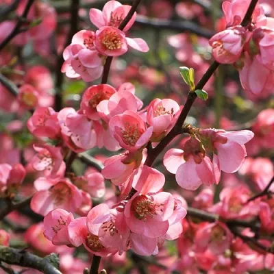 саженцы айвы саженцы айвы