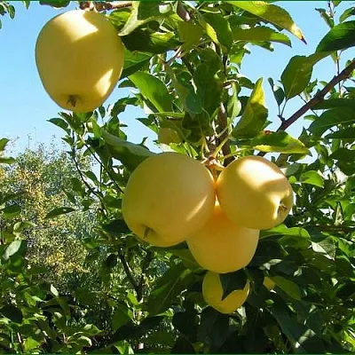 Яблоня ГОЛДЕН МИЛЛЕНИУМ  Яблоня ГОЛДЕН МИЛЛЕНИУМ в Подольске