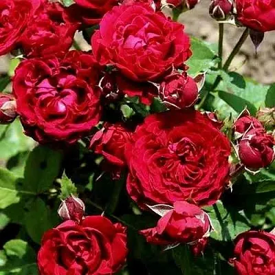 Саженцы роз ТАМАНГО спрей  Саженцы роз ТАМАНГО спрей в Подольске