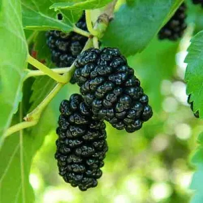 Шелковица в Подольске