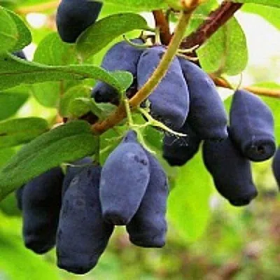 Жимолость съедобная МОСКОВСКАЯ в Подольске