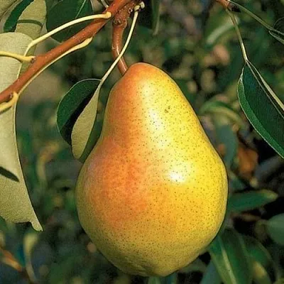 Груша ВЕЛЕСА  Груша ВЕЛЕСА в Подольске