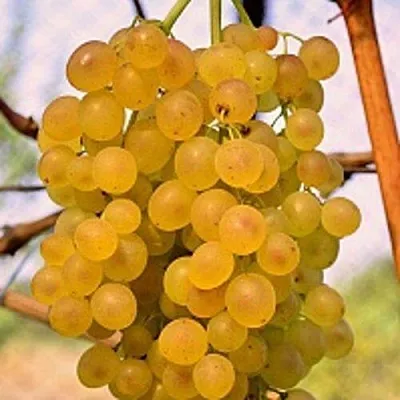 Виноград КИШМИШ КОКТЕЙЛЬ  Виноград КИШМИШ КОКТЕЙЛЬ в Подольске