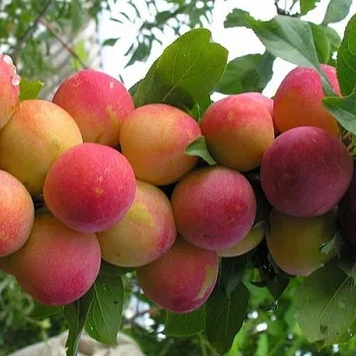 Слива СКОРОПЛОДНАЯ  Слива СКОРОПЛОДНАЯ в Подольске