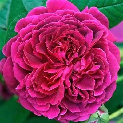 Саженцы роз ВИЛЬЯМ ШЕКСПИР английская  Саженцы роз ВИЛЬЯМ ШЕКСПИР английская в Подольске