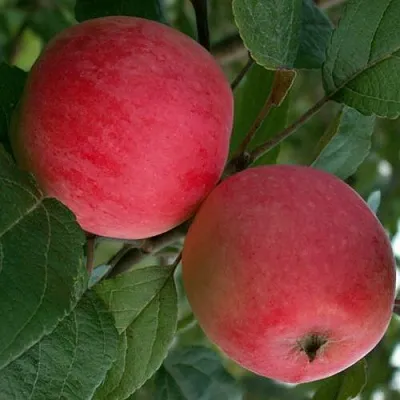 Яблоня СУЙСЛЕПСКОЕ (МАЛИНОВКА)  Яблоня СУЙСЛЕПСКОЕ (МАЛИНОВКА) в Подольске