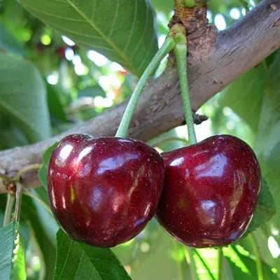 Черешня СЮБАРОВСКАЯ  Черешня СЮБАРОВСКАЯ в Подольске