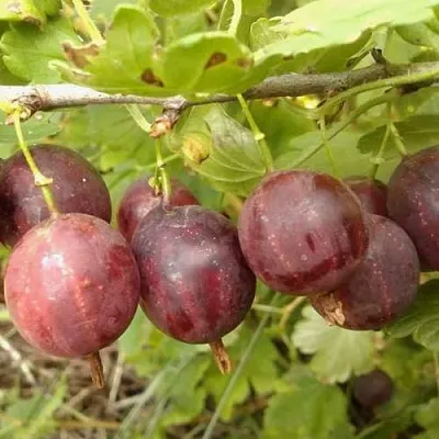 Крыжовник СМЕНА  Крыжовник СМЕНА в Подольске