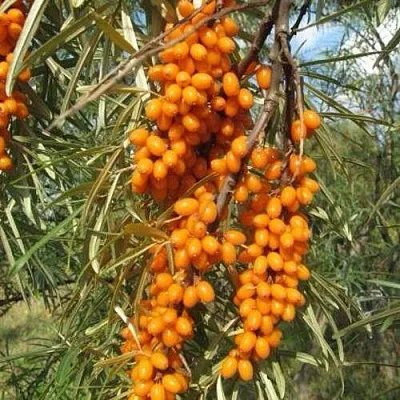 Облепиха НИВЕЛЕНА в Подольске