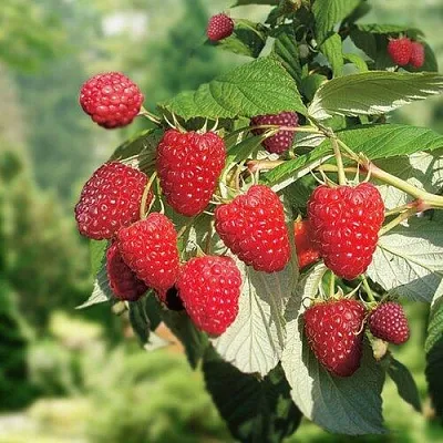 Малина РУБИФОЛ  Малина РУБИФОЛ в Подольске