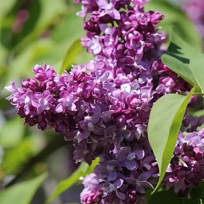 Сирень ИЗОБИЛИЕ  Сирень ИЗОБИЛИЕ в Подольске