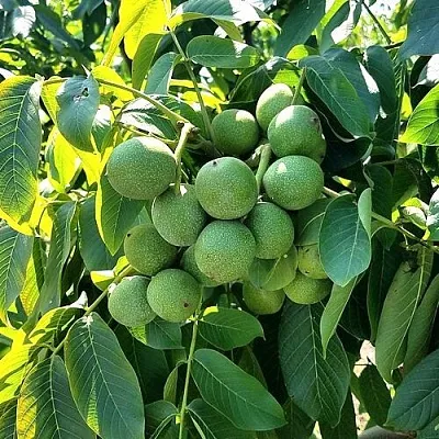 Грецкий орех  ИЗЯЩНЫЙ  Грецкий орех  ИЗЯЩНЫЙ в Подольске