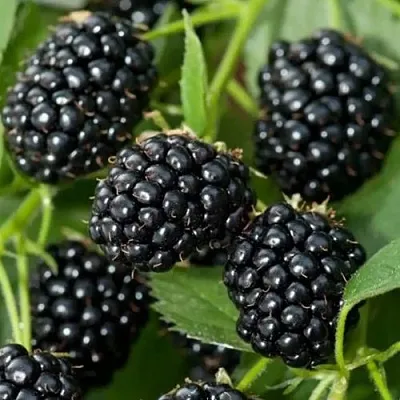 Ежевика ТРИПЛ КРАУН бесшипная  Ежевика ТРИПЛ КРАУН бесшипная в Подольске