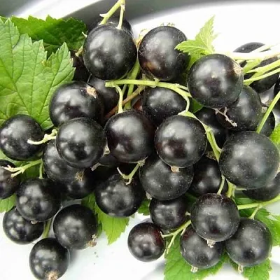 Смородина черная ТИТАНИЯ в Подольске