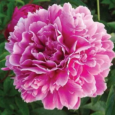 Пион ПУРПУРНАЯ ФЕЕРИЯ травянистый в Подольске