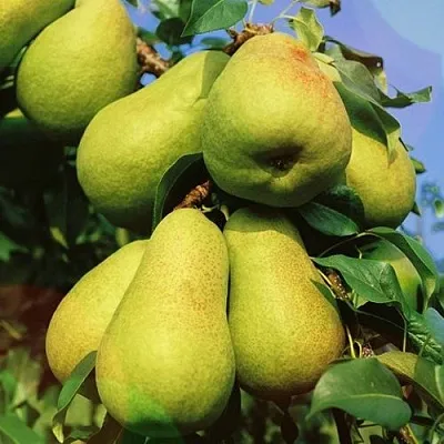 Груша НЕЖНОСТЬ колонновидная	  Груша НЕЖНОСТЬ колонновидная	 в Подольске