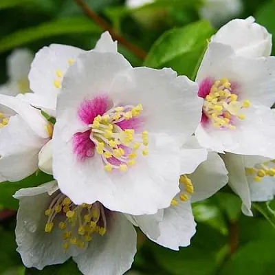 Жасмин БЕЛЬ ЭТУАЛЬ  Жасмин БЕЛЬ ЭТУАЛЬ в Подольске