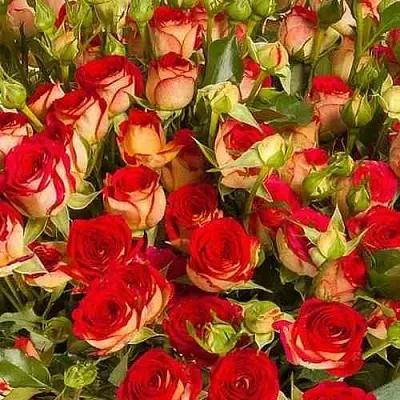 Саженцы роз РУБИЭЛЛА спрей  Саженцы роз РУБИЭЛЛА спрей в Подольске