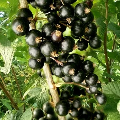 Смородина черная БЕН ТИРЕН в Подольске