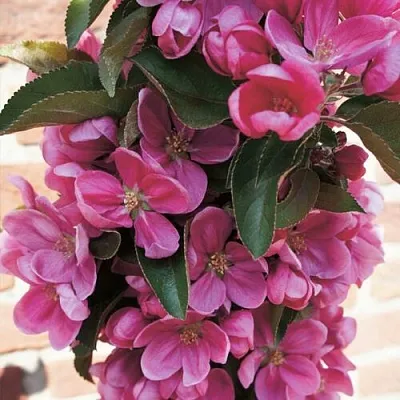 Яблоня ЗЕЛЁНЫЙ БУКЕТ декоративная  Яблоня ЗЕЛЁНЫЙ БУКЕТ декоративная в Подольске