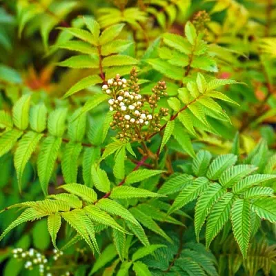 Рябинник  Рябинник в Подольске