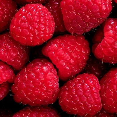 Малина в Подольске