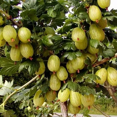 Крыжовник ИНВИКТА  Крыжовник ИНВИКТА в Подольске