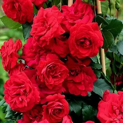 Саженцы роз АМАДЕУС плетистая  Саженцы роз АМАДЕУС плетистая в Подольске