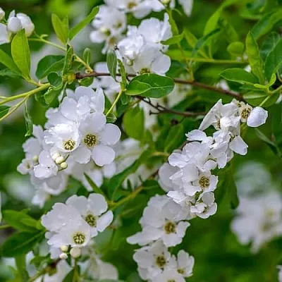 Экзохорда  Экзохорда в Подольске