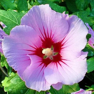 Гибискус ПИНК ФЛИРТ сирийский  Гибискус ПИНК ФЛИРТ сирийский в Подольске