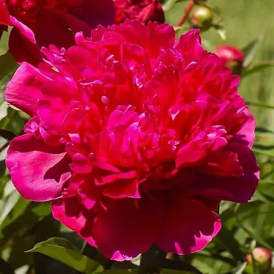 Пион БИГ БЕН травянистый в Подольске