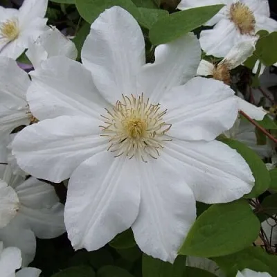 Клематис  Клематис в Подольске