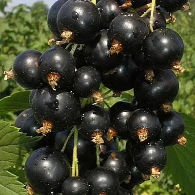 Смородина черная ИСКУШЕНИЕ в Подольске